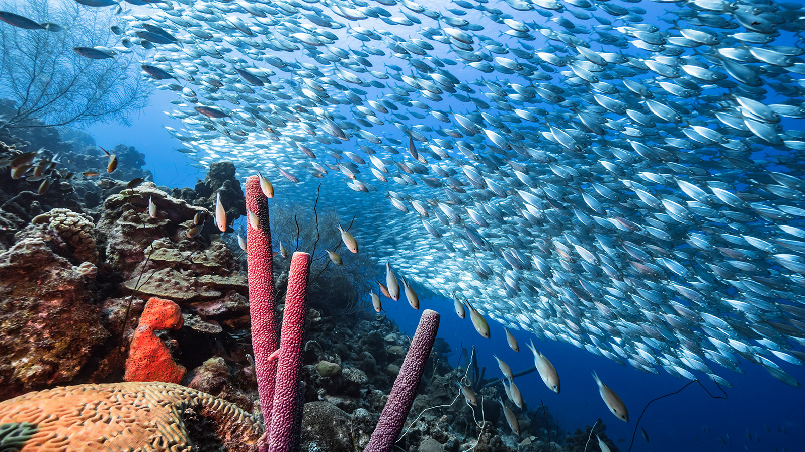 diving curacao